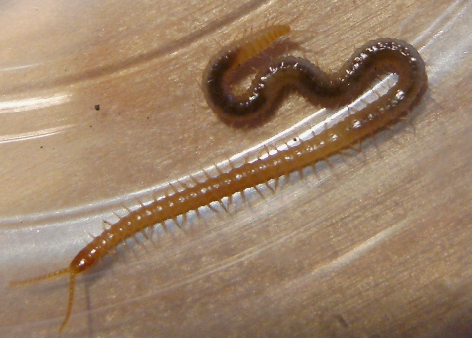 Geofilomorfo 